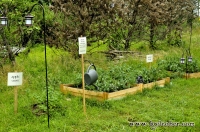 Herb Garden